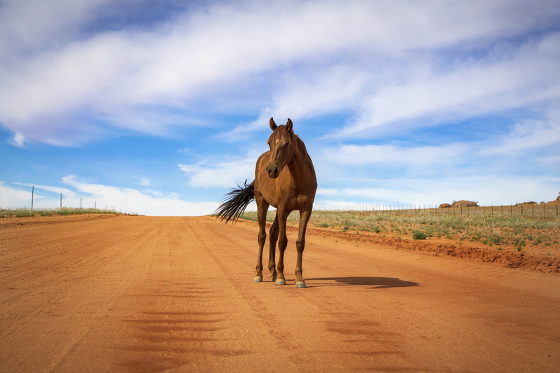 wild, vertebrate, wild horse, sky, day, stallion, no people, road, cloud - sky, west, animal world, environment, horse, pasture, pony, mane, equestrian