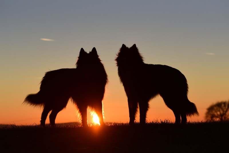 standing dog, vertebrate, animal themes, dusk, two, two animals, sunset, sun, mammal, wolves, 5K, dogs, animal, group of animals, animal wildlife, sky