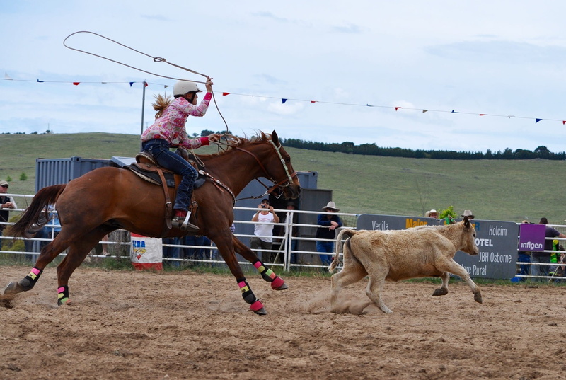 riding, near, Competition, lasso, cattle, day, herbivorous, horse, trying, nature, Rodeo, outdoors, run, woman, Arena, ride, livestock, Calf Roping, horseback riding