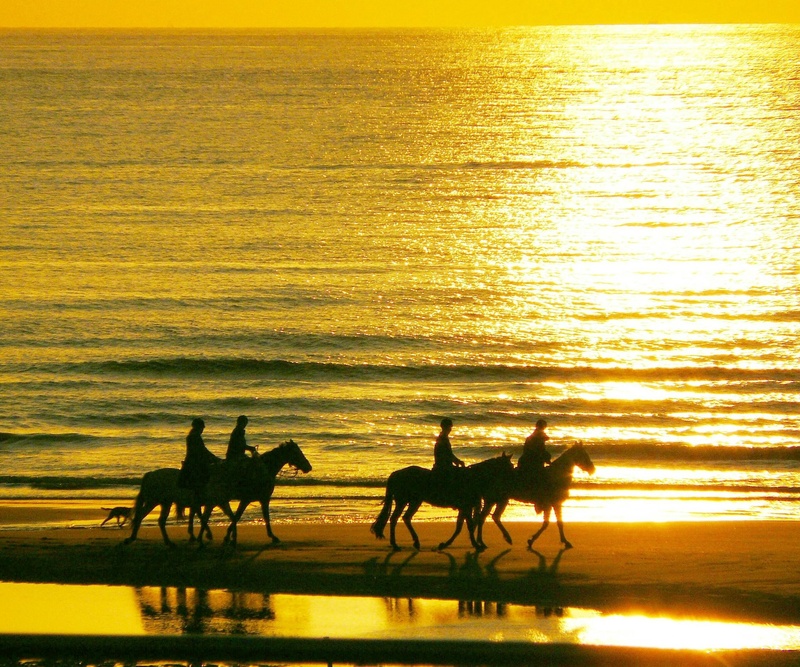 holiday, animals, beach, landscape, four, golden light, vertebrate, near, dusk, body, orange, riding, quiet, coast, land, ride, rest, silhouette, still