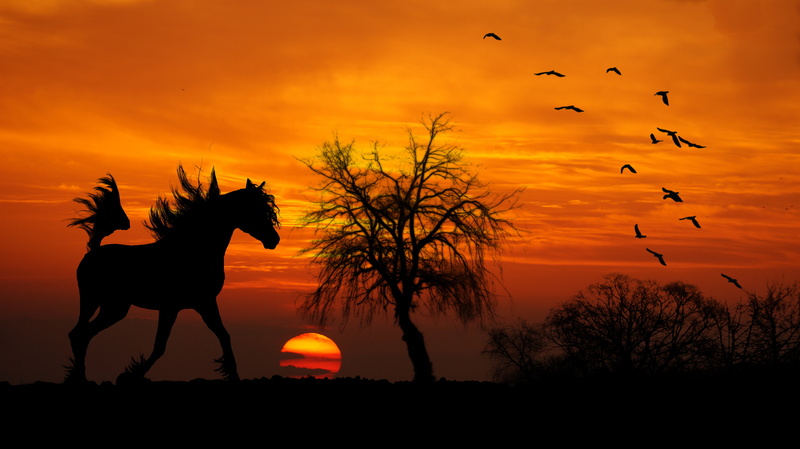 group of animals, shrubs, outdoors, near, animal, mammal, sky, silhouette, 5K, bare, arab, sunset, plant, tree, horse, dusk, trot, no people, bird, flock of birds