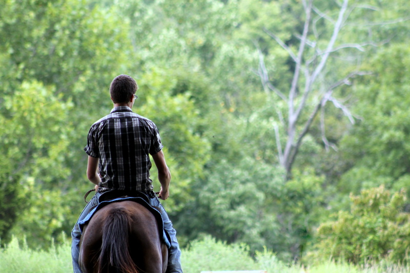 land, day, wild, rear view, real people, 4K, tree, man, nature, adult, trees, green, leisure activity, riding horse, horse, bokeh, western, cowboy, near