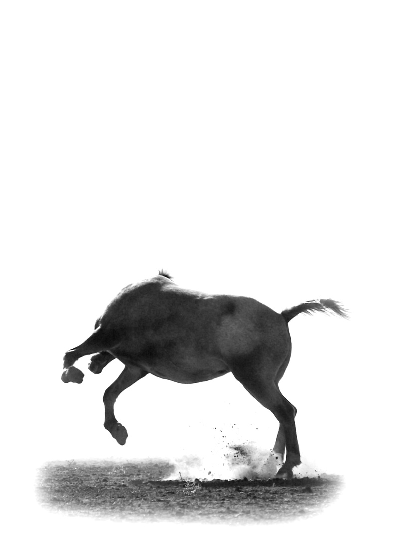 wild west, pets, white background, cut out, equine, 4K, full length, sketch, indoors, animal themes, no people, domestic, horse, equestrian, one animal