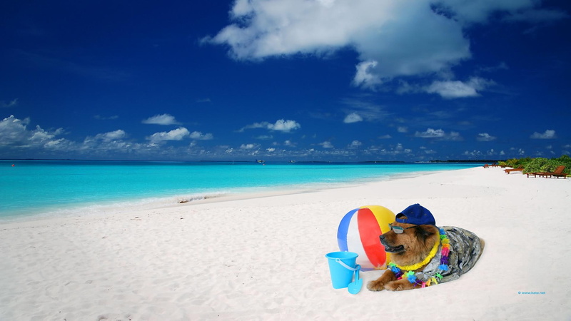 on beach, yellow, black, 1080P, coat, animals, grey, short, dog, beach, funny, suit, picture, tan