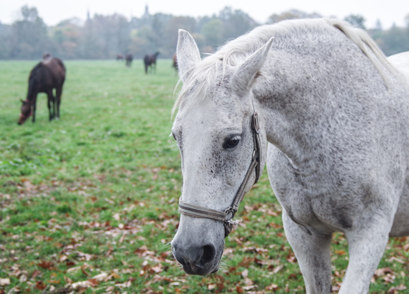 nature, domestic animals, stud, focus on foreground, the head of a horse, animal, two animals, 4K, mammal, penalties, animal head, animal wildlife, outdoors