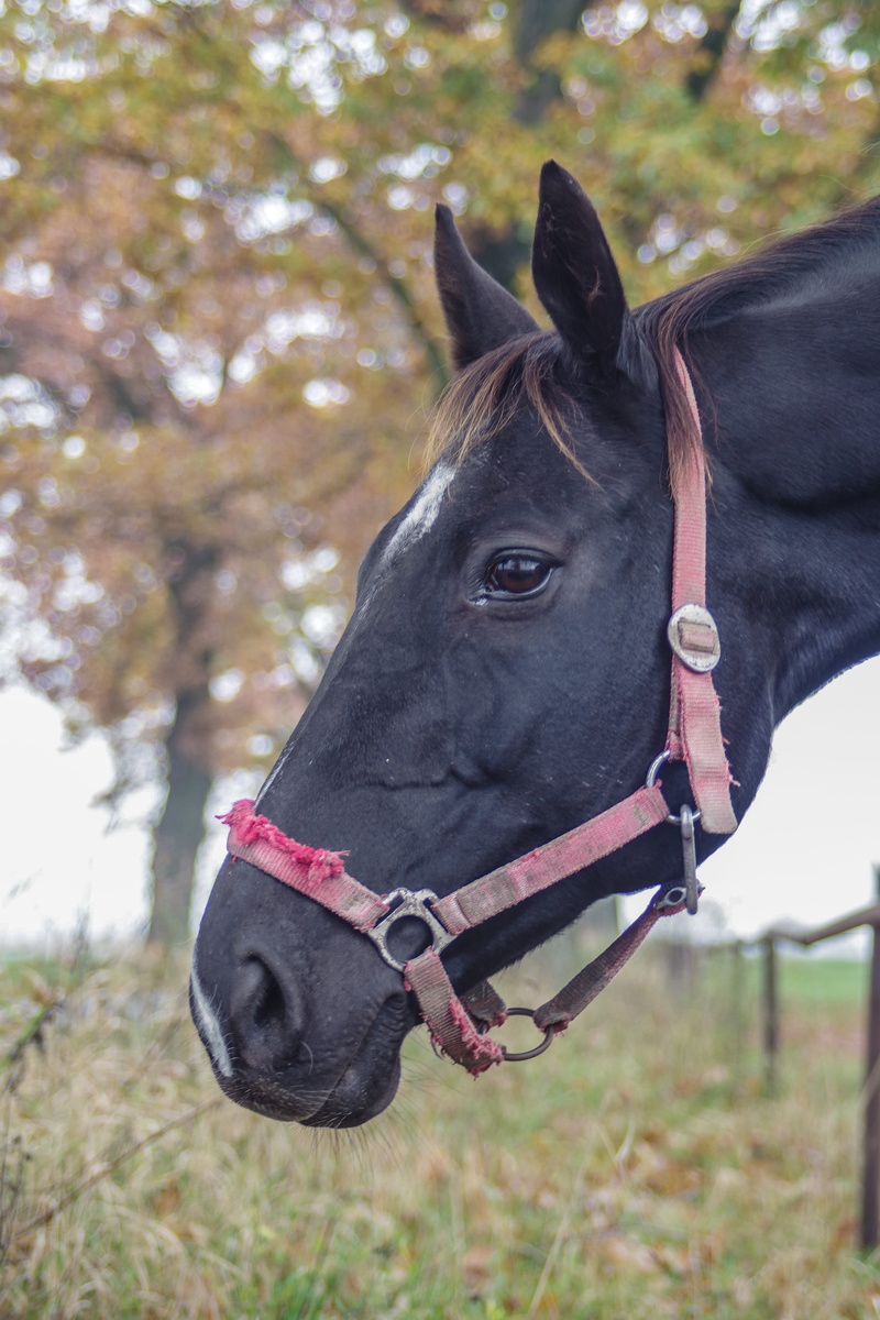 day, stud, 5K, domestic animals, livestock, bridle, animal themes, one animal, penalties, animal, nature, domestic, animal wildlife, focus on foreground