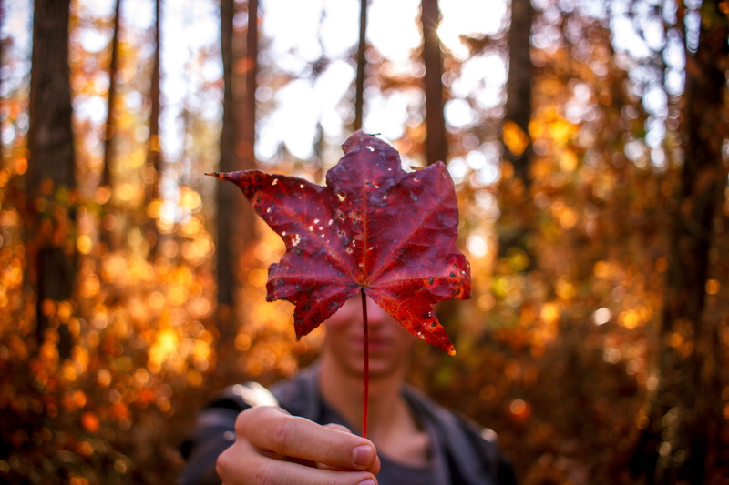 atl, autumn, tones, trees, plant part, body part, finger, nature, atlanta, yellow, human body part, outside, 5K, human hand, one person, day, rome ga