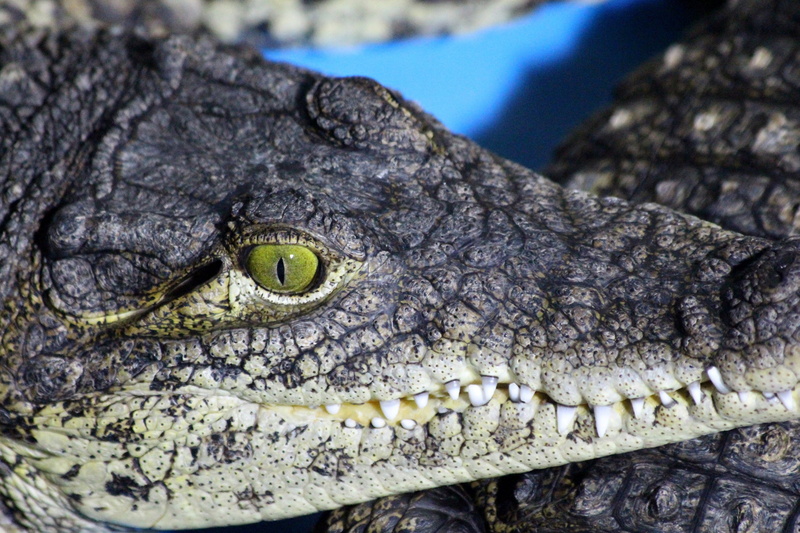animal themes, predator, teeth, animal body part, animal Teeth, one animal, reptile, close-up, danger, animal wildlife, eye, wildlife, animal, alligator