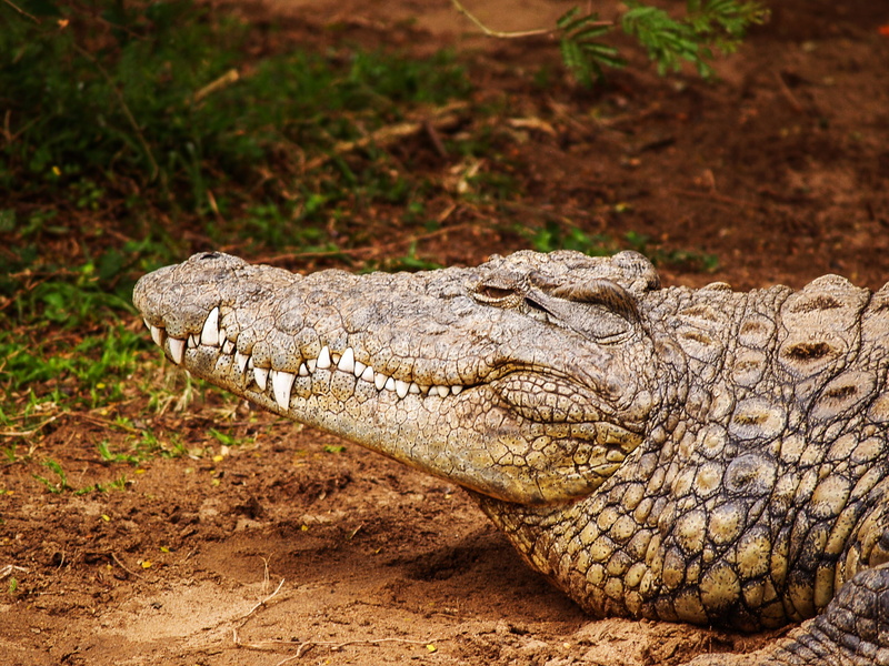 skin, animal teeth, dirt, reptile, relaxation, predator, field, photography, close, animal, wild animal, no people, sign, warning sign, animal body part
