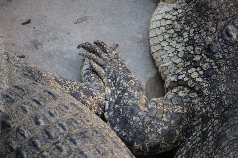 animal head, one animal, sign, animals in the wild, predator, communication, animal body part, travel, cute, vertebrate, high angle view, close-up, iguana