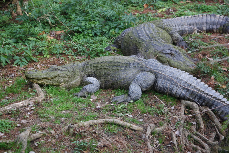 grass, nature, danger, high angle view, jaws, aggressive, reptiles, growth, 4K, dangerous, outdoors, gators, iguana, wild, animal wildlife, day, animal themes