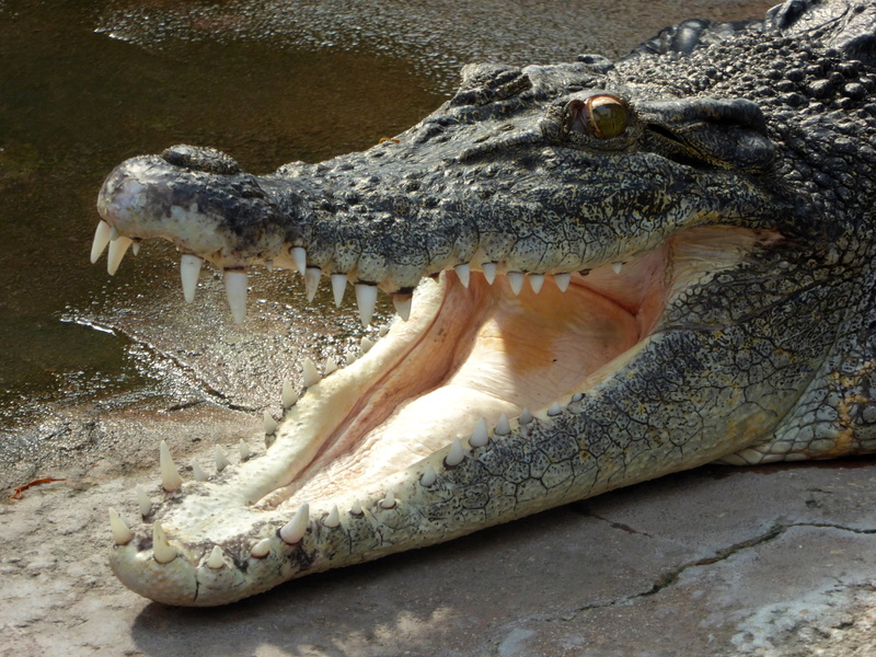 animal head, mouth, reptile, animal wildlife, 1080P, lizard, ominous, animal Mouth, vertebrate, close-up, danger, cooling, animal Teeth, wildlife, crocodile