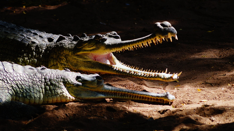 no people, animals in the wild, animal mouth, animal body part, water, swimming, one animal, vertebrate, animal themes, wildlife, animal head, iguana, lizard