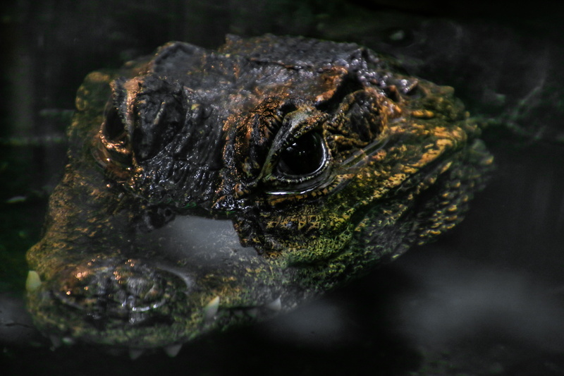 dangerous, dählhölzli, scale, rainforest, vertebrate, nature, one animal, zoo, reptile, close-up, animals in the wild, portrait, shot, animal eye, predator