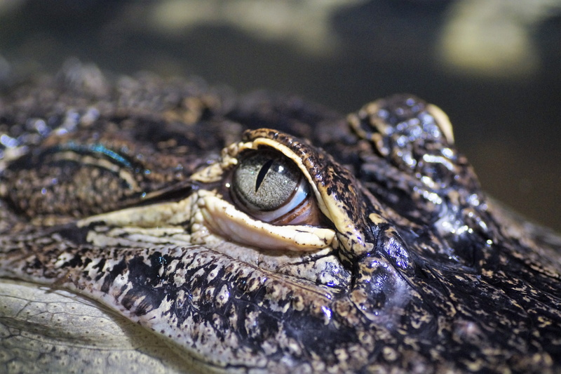 vertebrate, animal wildlife, selective focus, outdoors, snake, hunter, Eye, water, 5K, animal themes, animal body part, close-up, one animal, detailed