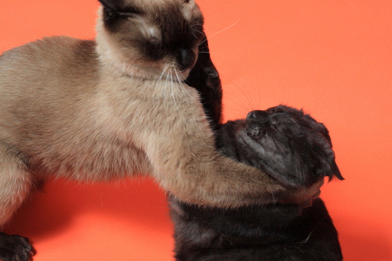 emotion, cats, animal themes, dog, sumo, vertebrate, animal, indoors, 4K, animal hair, pets, wrestling, colored background, domestic cat, theme cats, no people
