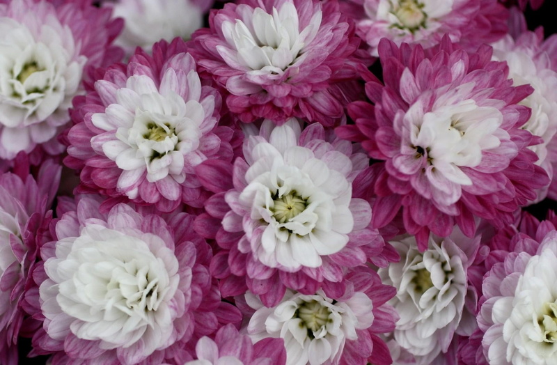 pink color, no people, close-up, pink, white color, bi-color, flowering plant, white, bouquet, inflorescence, flower arrangement, flower head, fragility
