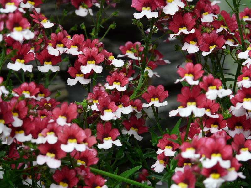 White, red, selective focus, elf mirror, flowerbed, ornamental plant, petal, nature, high angle view, day, flora, close-up, bi color, fragility, springtime