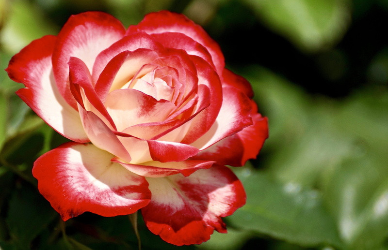 nature, rose - flower, fragrance, delicate flower, fragility, red, white, no people, macro, beauty in nature, rose, bloom, view, close-up, focus on foreground