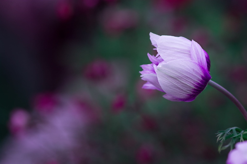 selective focus, bud, bloom, bi color, in the garden, flower, vulnerability, 1080P, inflorescence, macro, outdoors, blossom closed, fragility, nature