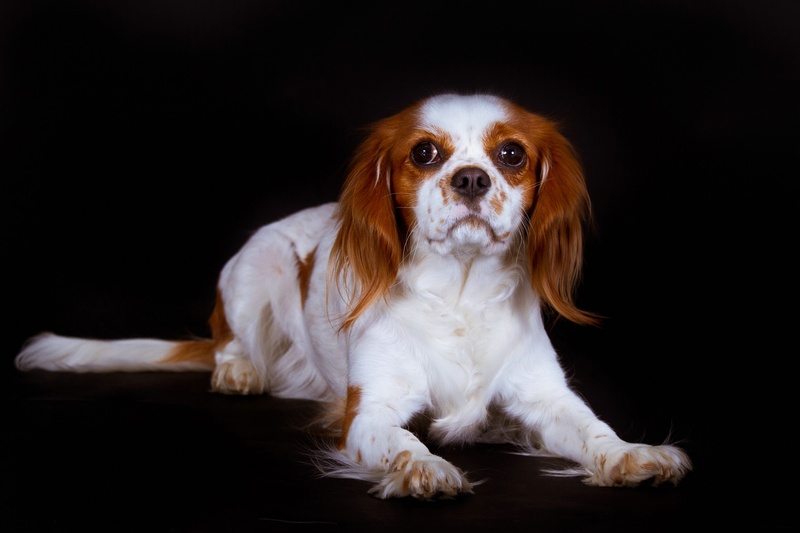 adult, domestic animals, cavalier king charles spaniel, animal eye, small, animal, mammal, lap dog, brown, animal themes, black background, 1080P, dog