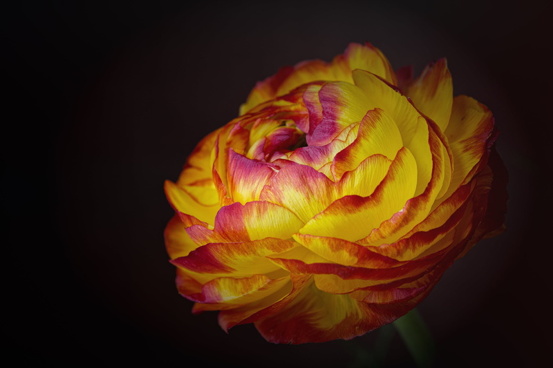 petal, rose - flower, schnittblume, vulnerability, petals, plant, no people, red, yellow, flower head, black background, growth, flower, petaled, yellow-red flower