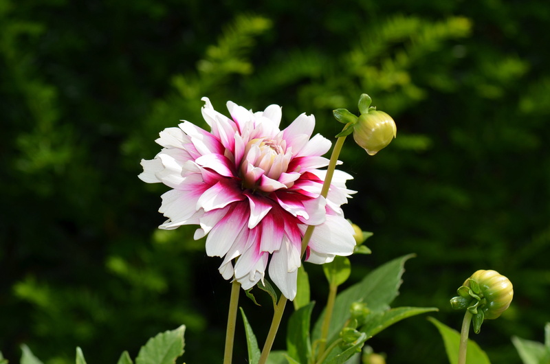 late summer, growth, petal, garden, garden plant, close-up, flower garden, 4K, pollen, dahlia garden, colorful, freshness, botany, dahlia flower, no people