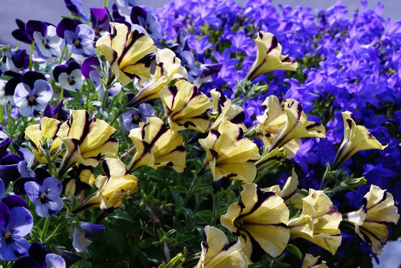 2K, outdoors, flowering plant, summer, 400–500, botany, Petunia, growth, petal, no people, yellow, blue, plant, inflorescence, beauty in nature, flower