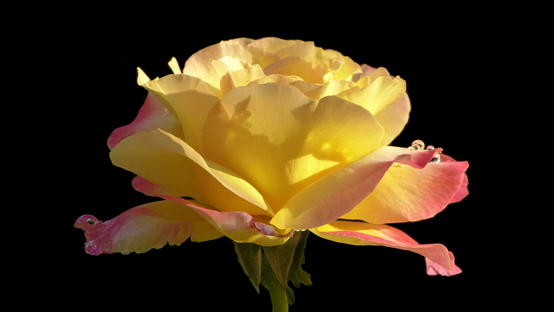 beauty in nature, inflorescence, pink, blossom, rose bloom, petal, rose, flowering plant, flower head, noble rose jubiliee, plant, close, close-up, vulnerability