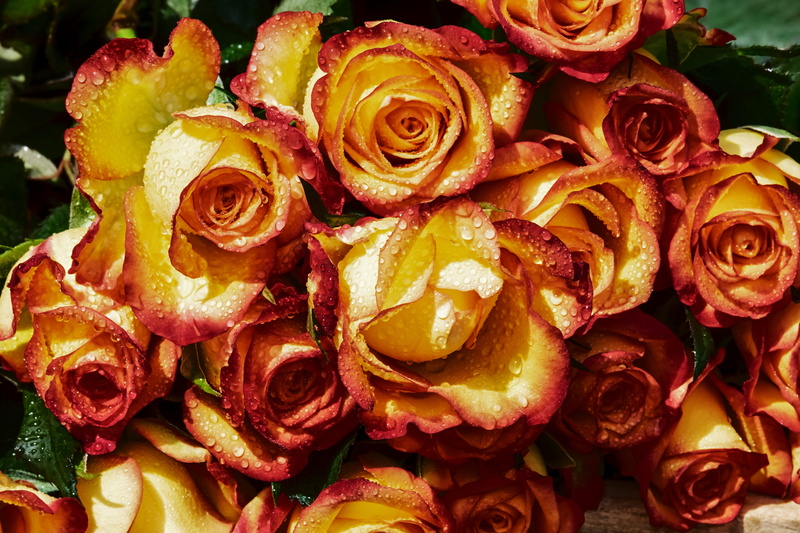 still life, food and drink, fragrance, plant, raindrop, rose flower, flower arrangement, freshness, bouquet of roses, backgrounds, high angle view, bloom