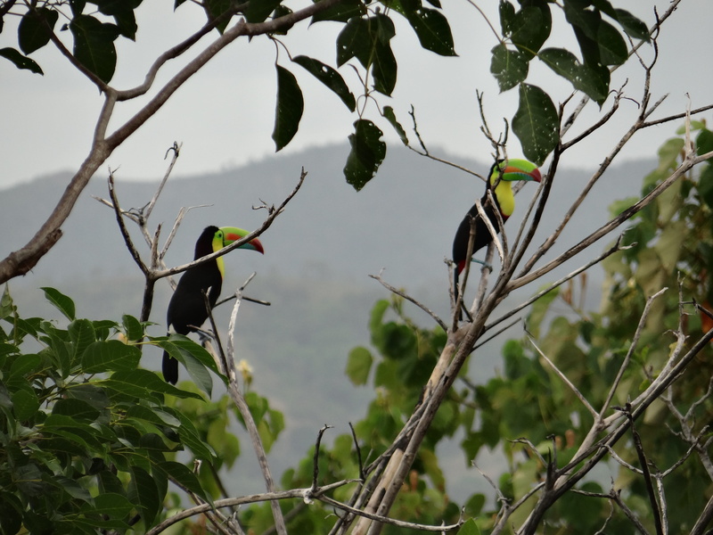 exotic, big, vertebrate, beak, animals in the wild, perching, day, colorful, zoo, two animals, bird, animal wildlife, rainforest, branches, 4K, branch