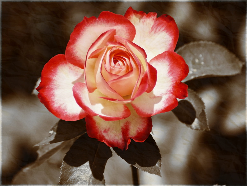 beauty in nature, freshness, fragility, textured effect, 2K, romantic, plant, bi color, nature, rose, no people, beautiful, rose blooms, bloom, card greeting