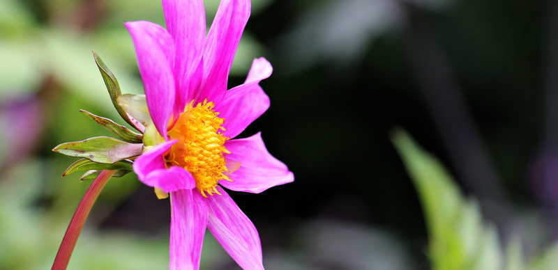 georgine, flower, growth, flower head, fragility, pollen, vibrant color, 4K, pink color, inflorescence, white, dahlia, of course, freshness, pink-white flower