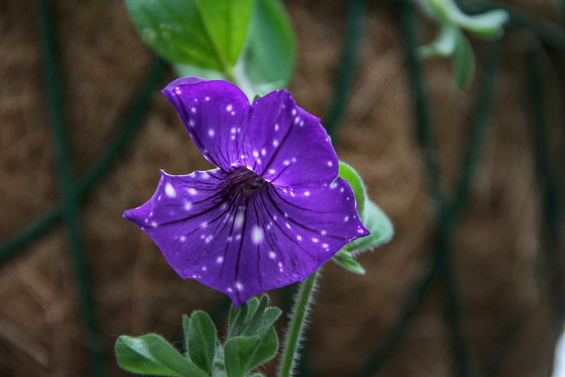 spotted, vulnerability, 4K, balcony plant, petal, stains, iris - plant, fragility, container plant, water, bi color, blossom, freshness, leaf, flower