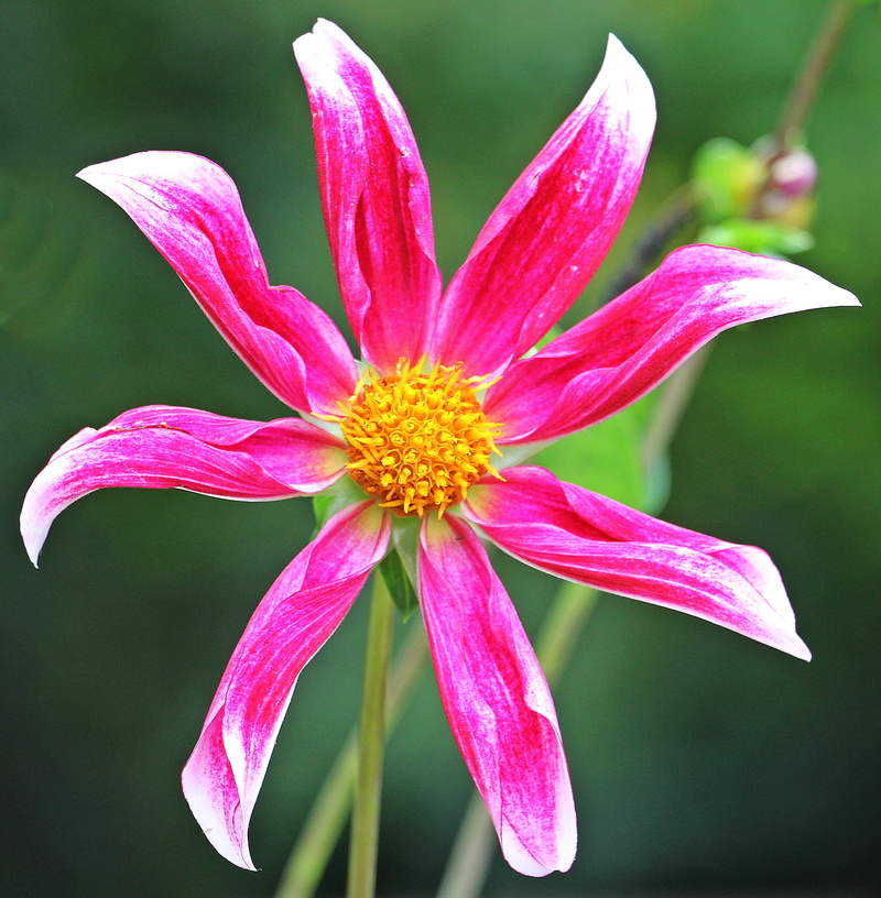 4K, summer flower, ornamental flower, nature, pink color, botany, pink, fragility, photo, of course, bloom, georgine, plant, no people, dahlia garden