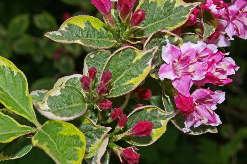 bloom, focus on foreground, leaves, flowering plant, flowering shrub, pink, green, close-up, bi color, plant, flowering hedge, beauty in nature, plant part