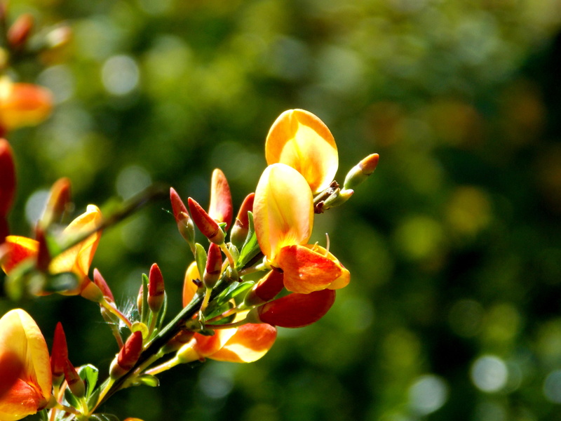 bicolor, yellow, vulnerability, broom, bi color, bud, outdoors, fruit, bloom, cytisus scoparius, red, focus on foreground, no people, flower head, fragility
