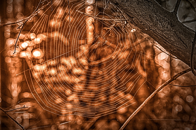 arts culture and entertainment, brown, illuminated, front view, hairstyle, pattern, night, lighting equipment, spider webs, long hair, 5K, close-up, hair