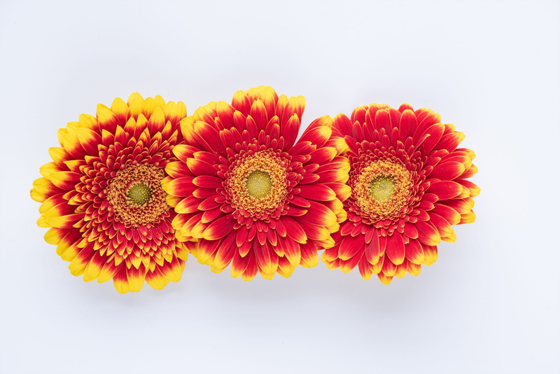 inflorescence, freshness, simplicity, white background, daisy, flower, bi color, flowers, close up, indoors, no people, 2K, close-up, pollen, fragility
