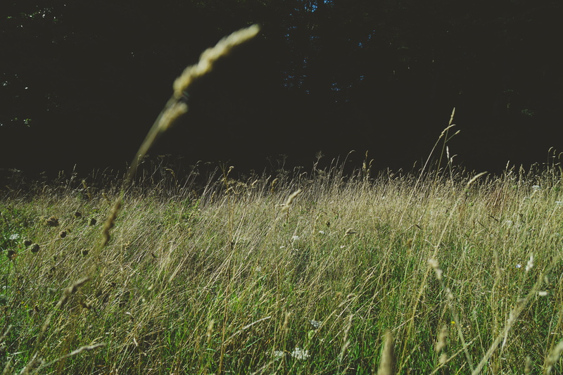 hand, grass, environment, sunlight, flower, shadow, land, outdoors, day, close-up, tranquility, shift, blade of grass, fallow, bi, field, landscape, blur