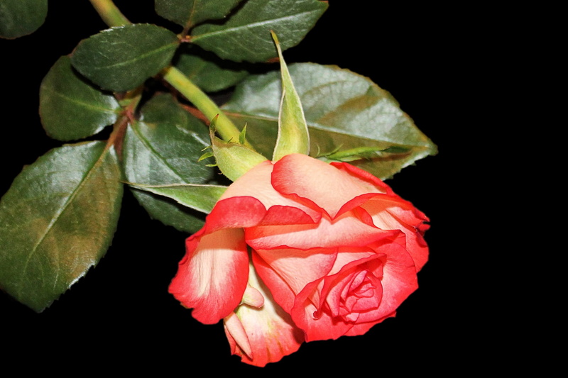 leaf, flowering plant, black background, plant part, no people, rose - flower, outdoors, flower head, nature, bloom, inflorescence, freshness, vulnerability