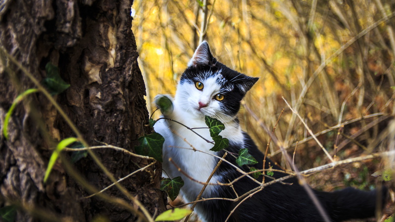 cats eyes, animal, hide nose, feline, adidas, vertebrate, 5K, animal themes, domestic cat, no people, selective, browen, domestic animals, trunk, tree trunk