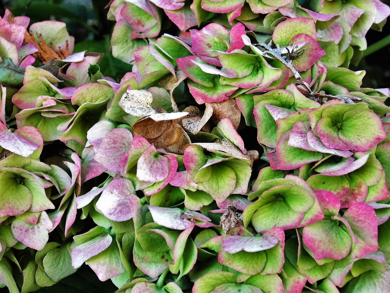 flora, no people, Hydrangea, botanical, Bloom, flower head, growth, garden plant, pink color, flower, beauty in nature, close-up, greenhouse hydrangea