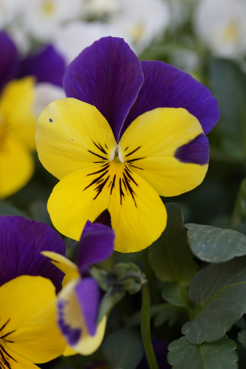 pansy, nature, bi color, yellow, purple, inflorescence, flower, vulnerability, spring, plant, plant part, bloom, 5K, beauty in nature, petal, fragility