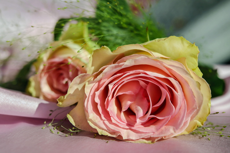 4K, blossom, close-up, nature, food, rose, floribunda, bouquet, close, rose - flower, fragrance, freshness, beautiful, focus on foreground, vegetable