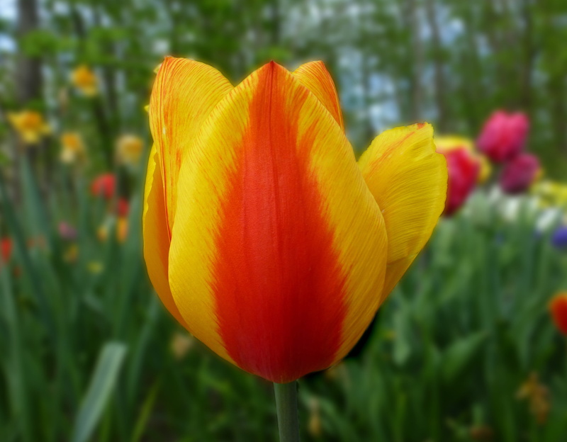 day, fragility, no people, Garden, flower, botany, bi color, garden, close-up, beauty in nature, flowering plant, petal, vulnerability, outdoors, inflorescence
