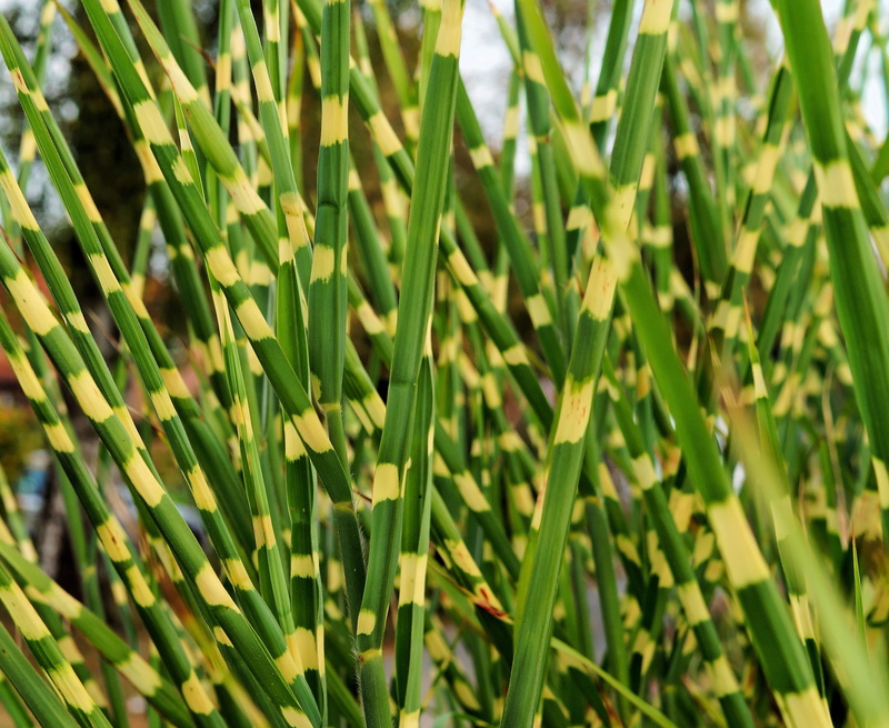 Garden, rural scene, blade of grass, field, plant part, no people, sunlight, ornament, Color, beauty in nature, Reed, close-up, plantation, growth, atmosphere