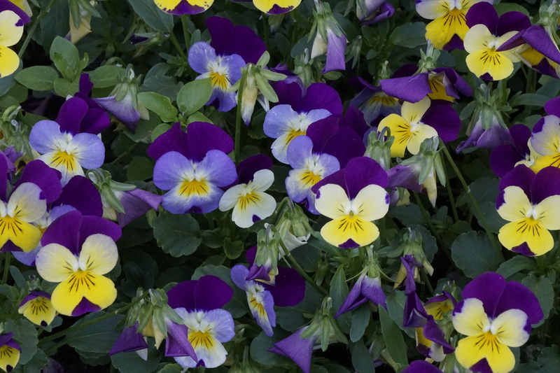 yellow, colorful, violaceae, plant part, blossom, 5K, horn violet, purple, day, fragility, vulnerability, close up, plant, balcony plant, garden plant