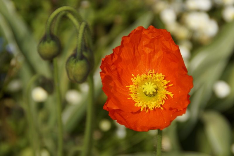 bloom, flower, focus on foreground, encapsulate, outdoors, fragility, poppy, beauty in nature, bi color, klatschmohn, plant, orange color, shining, red