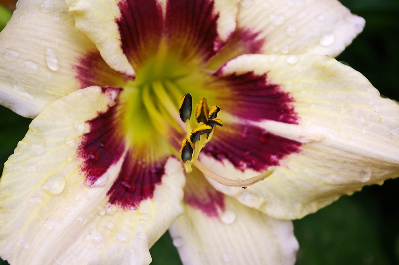 focus on foreground, petals, flowering plant, flower, vulnerability, day, stamen, bloom, open, fragility, color, macro, floral, 2K, no people, floristry